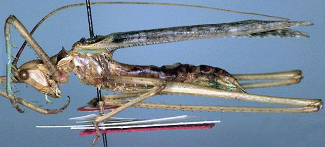 Clonia vansoni