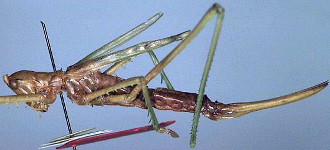 Clonia vansoni