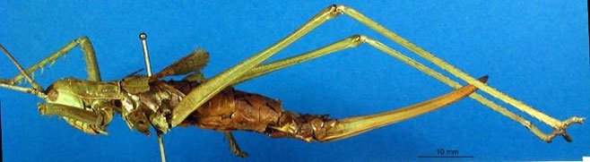 Clonia tessellata 