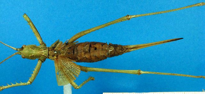 Clonia tessellata 