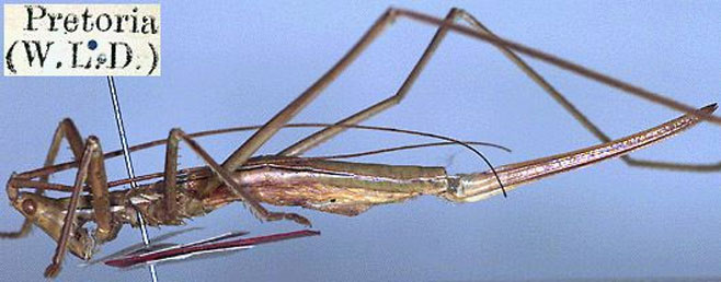 Cloniella praedatoria