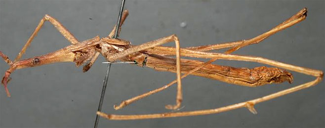 Peringueyella jocosa