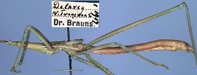Peringueyella jocosa