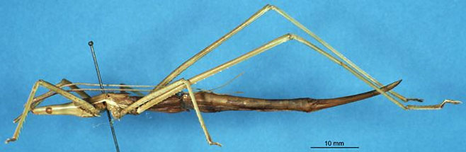 Peringueyella jocosa