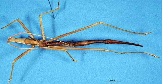 Peringueyella jocosa