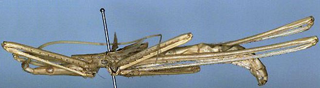 Peringueyella macrocephala