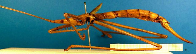 Peringueyella macrocephala