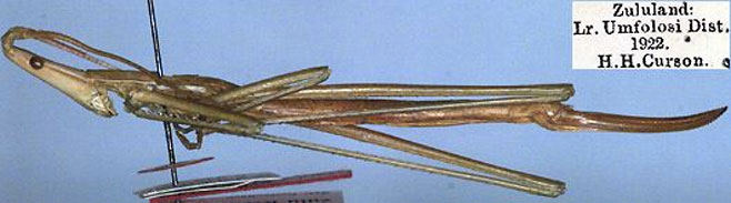 Peringueyella zulu