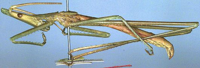 Peringueyella zulu