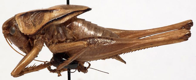 Alfredectes semiaeneus
