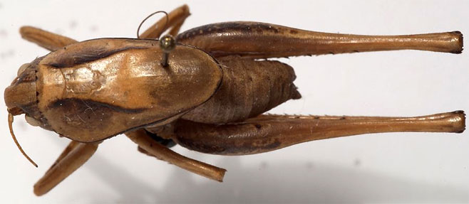 Alfredectes semiaeneus
