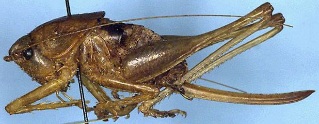 Anarytropteris chirinda