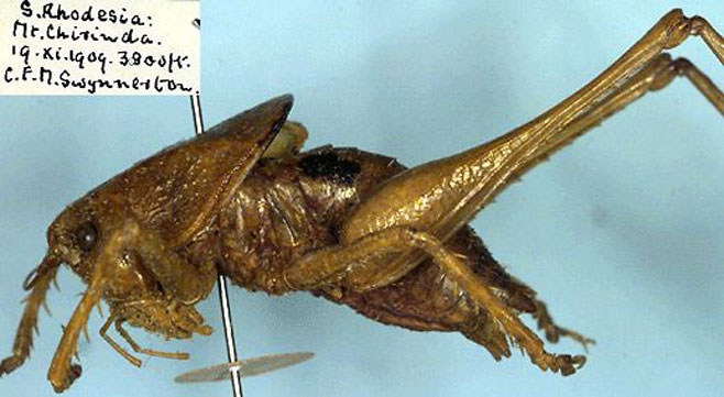 Anarytropteris chirinda