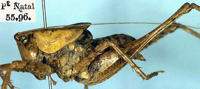 Arytropteris basalis