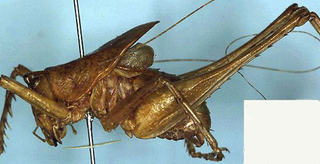 Arytropteris pondo