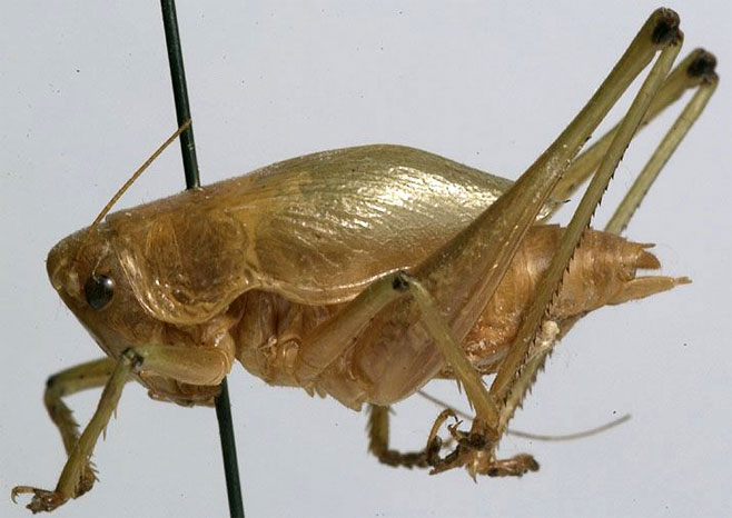 Thoracistus aureoportalis