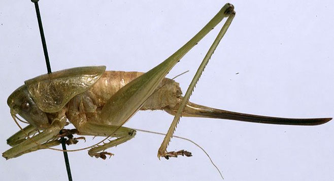 Thoracistus jambila