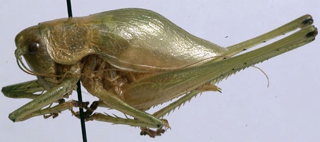Thoracistus jambila