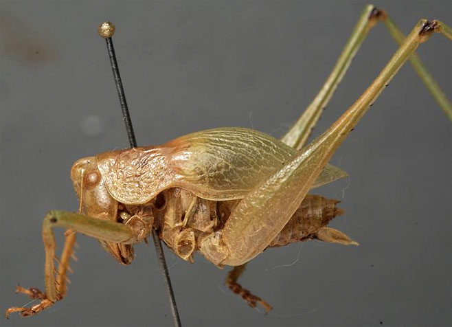 Thoracistus peringueyi