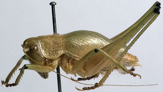 Thoracistus semeniphagus