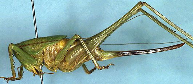 Thoracistus viridicrus
