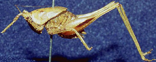 Transkeidectes multidentis