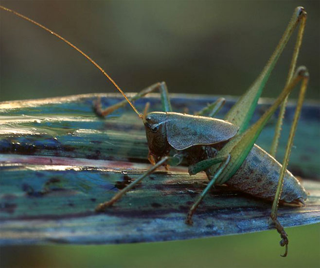 Zuludectes modestus