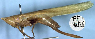 Pseudorhynchus porrigens