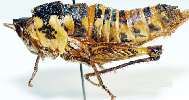 Megalithericles coloratus