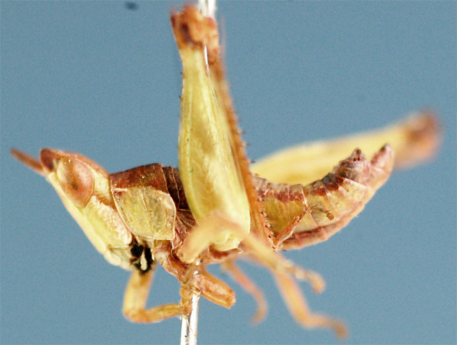 Thericlesiella meridionalis