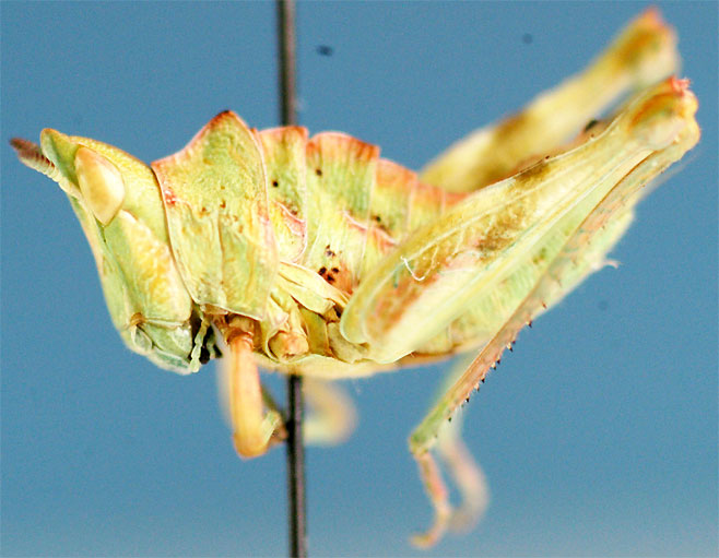 Thericlesiella meridionalis
