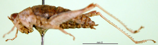 Barythericles pumilus