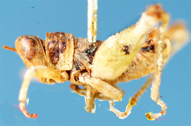 Thericles flavoangulatus