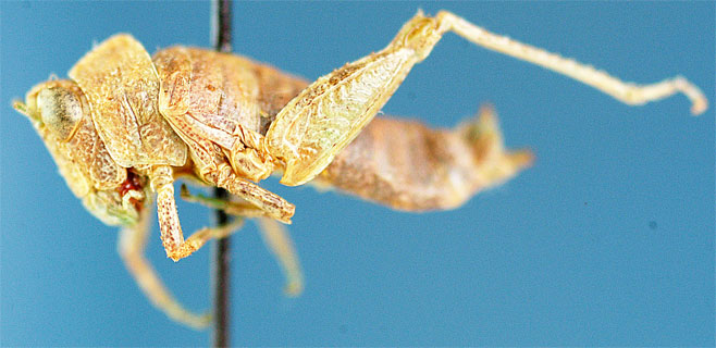 Thericles flavoangulatus
