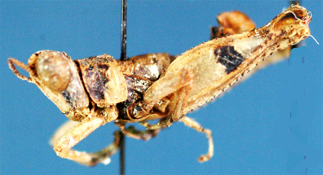 Thericles maculipes