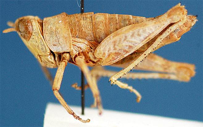 Thericles miserabilis