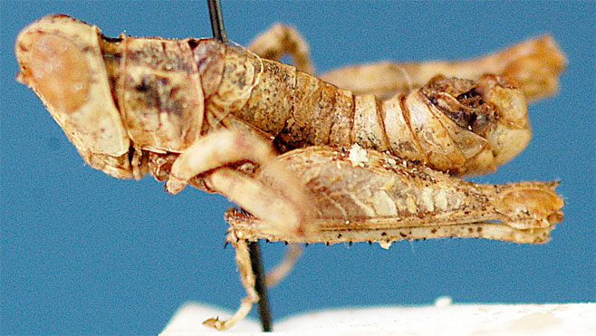 Thericles miserabilis