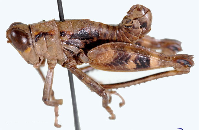 Thericles obtusifrons