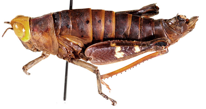 Thericles obtusifrons