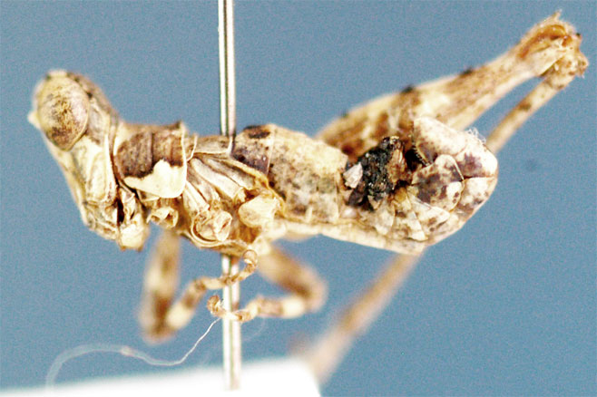 Microthericles fascipes