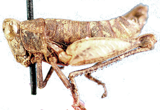 Bufothericles terreus