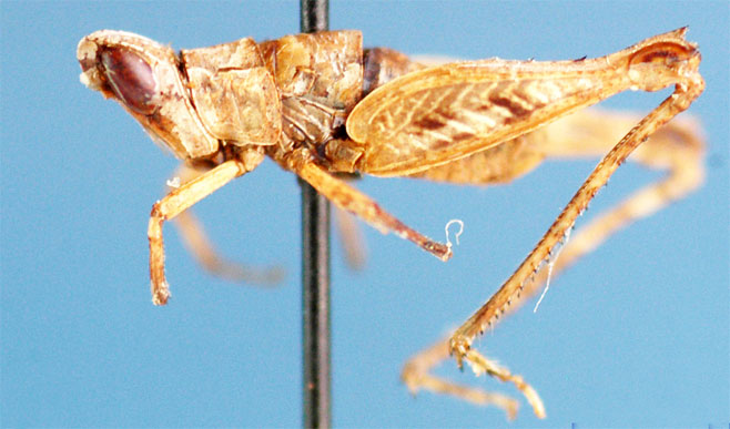 Nepiothericles annulipes