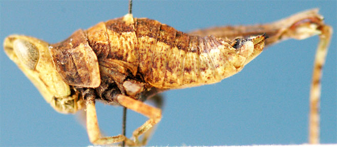 Nepiothericles annulipes