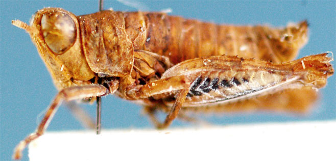 Nepiothericles karrooensis