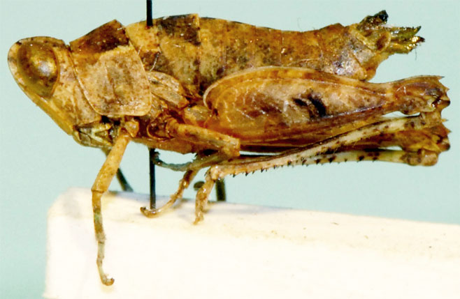 Nepiothericles karrooensis