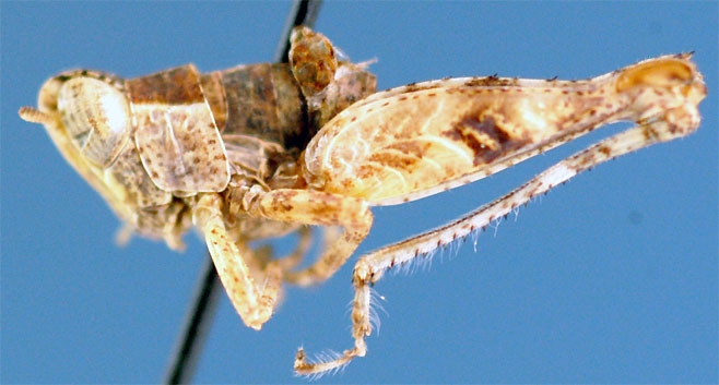 Nepiothericles karrooensis