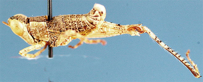 Nepiothericles nigropictus