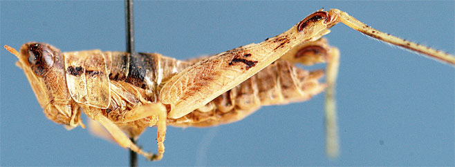 Nepiothericles nigropictus