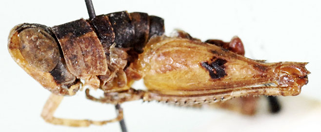 Nepiothericles oculatus