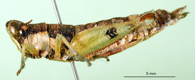 Nepiothericles puberulus